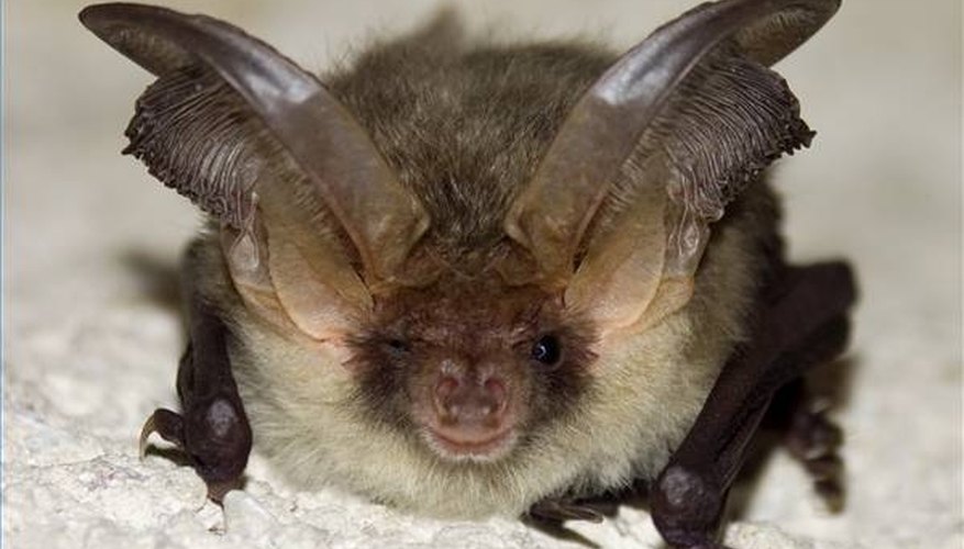 Commercial devices using ultrasound have not been shown to repel pests including bats. Commercial devices using ultrasound have not been shown to repel pests including bats.