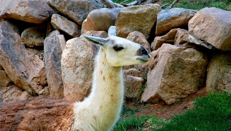 The zoo. The zoo.