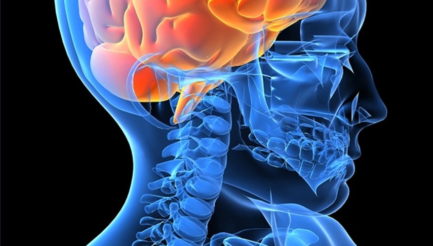 What Does the Temporal Lobe Do? What Does the Temporal Lobe Do?