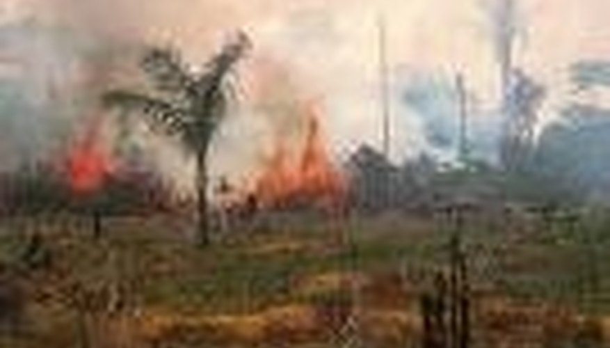 The History of Deforestation