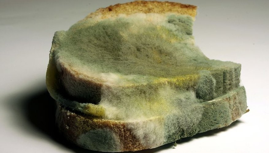 how-does-mold-grow-on-bread-sciencing