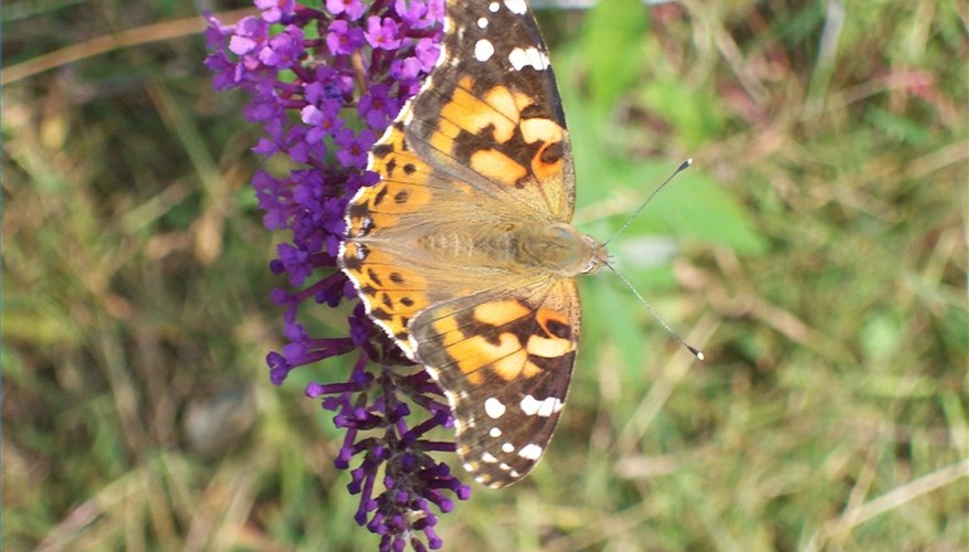 life-cycle-of-a-painted-lady-butterfly-sciencing