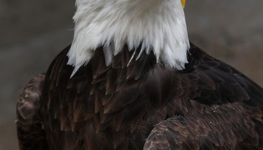 Photo Credit: Wikimedia Commons How Long Do American Bald Eagles Live?