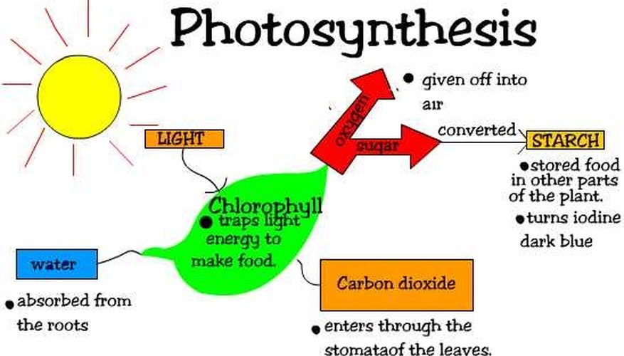 summary of photosynthesis glucose