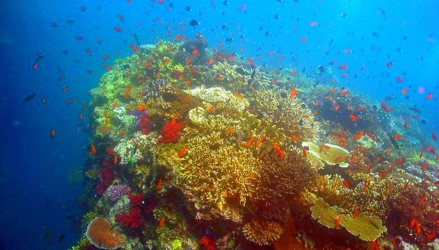 Photo Credit: Mikael Häggström, Public Domain Creative Commons Why Coral Reefs Come in Many Colors