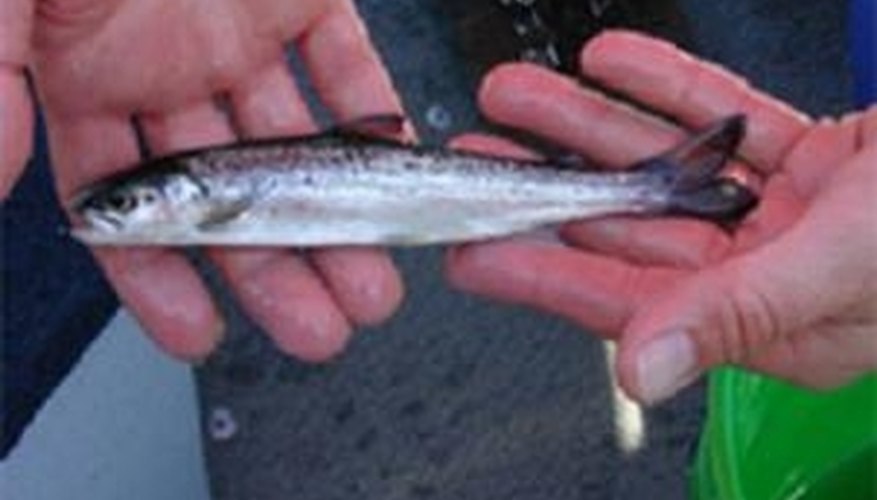 Salmon smolt are raised in tanks before moving to cages