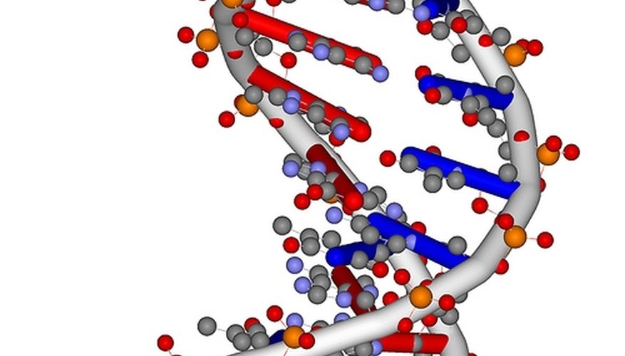 Nucleic Acid Functions | Sciencing