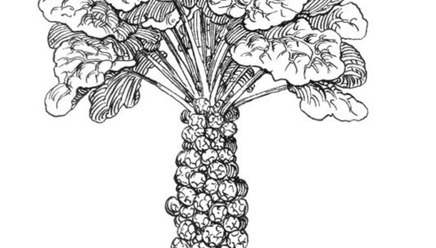 Brussels sprouts Brussels sprouts