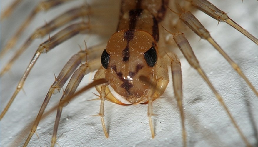 Venom tipped pincers are located right next to the centipede's mouth Venom tipped pincers are located right next to the centipede's mouth
