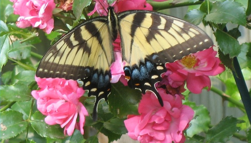 Types of Pollination Types of Pollination