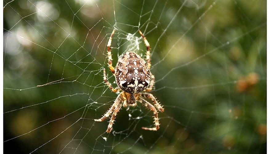 ground dwelling spiders in ks