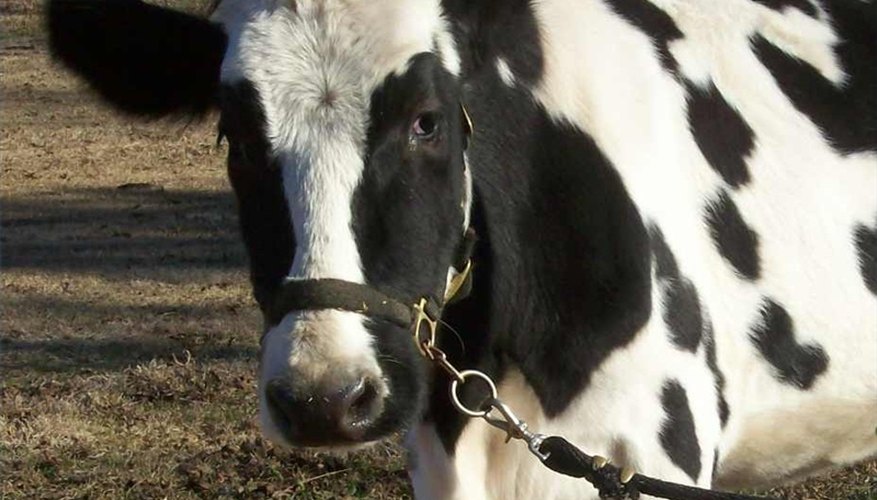 Halter Break a Cow and Teach it Lead
