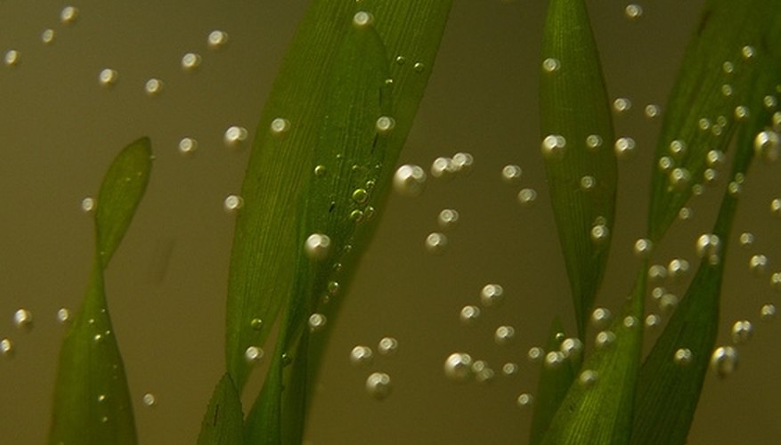 Valuable food and oxygen are generated by pond plants Valuable food and oxygen are generated by pond plants