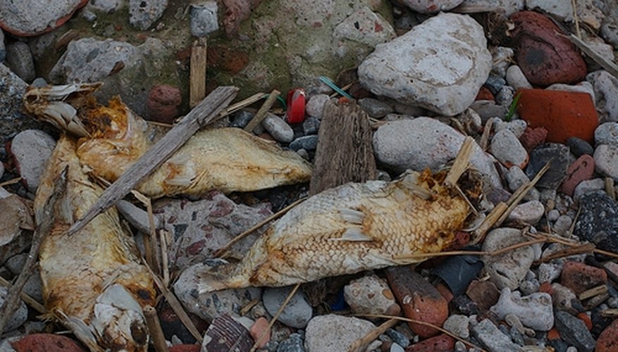 Fish Deaths are Unpleasant Events Fish Deaths are Unpleasant Events