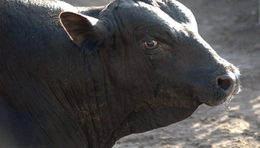 Champion bucking bulls are worth more than $50,000. Champion bucking bulls are worth more than $50,000.