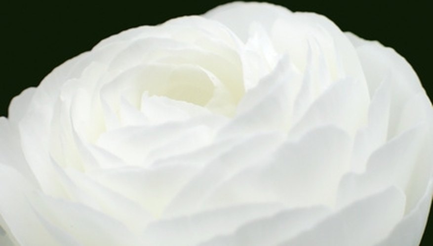 Shades of white, with their varied undertones, go well with brown. Shades of white, with their varied undertones, go well with brown.