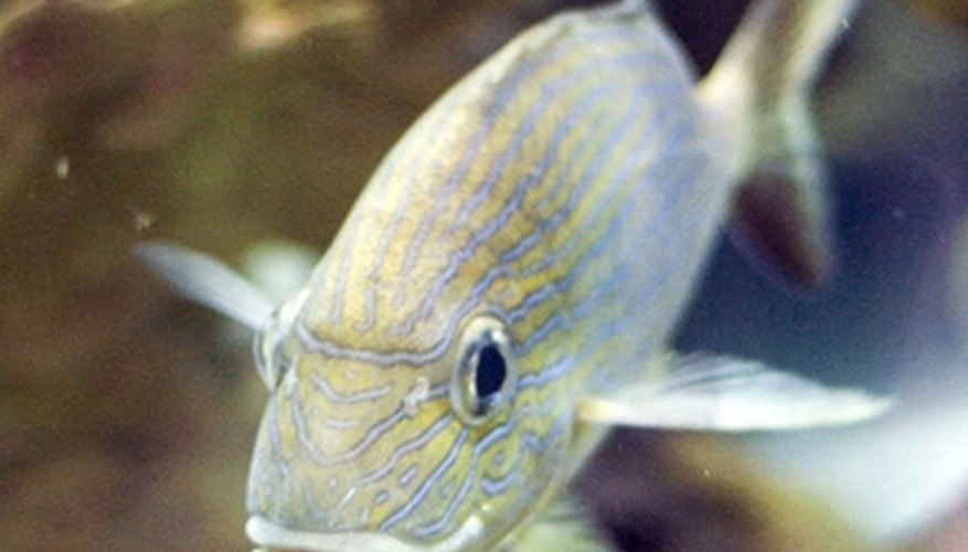 Lava rock is often used as aquarium beds Lava rock is often used as aquarium beds