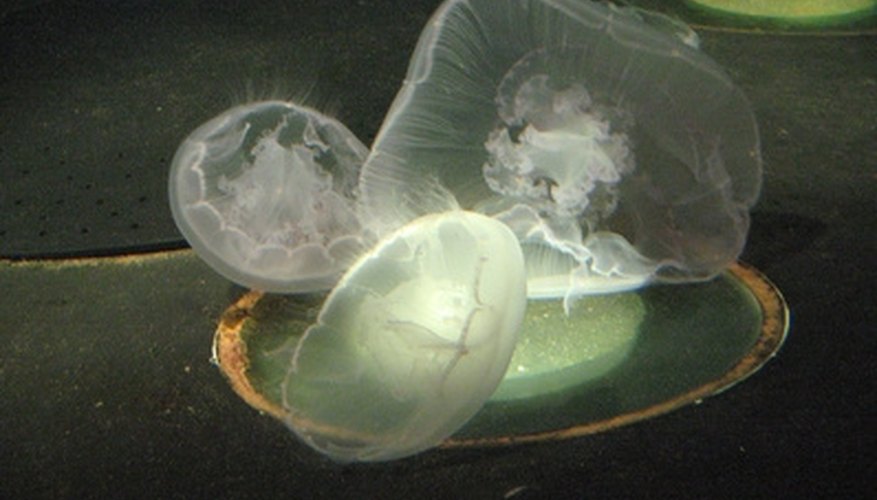 Plastic bags floating in the ocean damage sea life. Plastic bags floating in the ocean damage sea life.