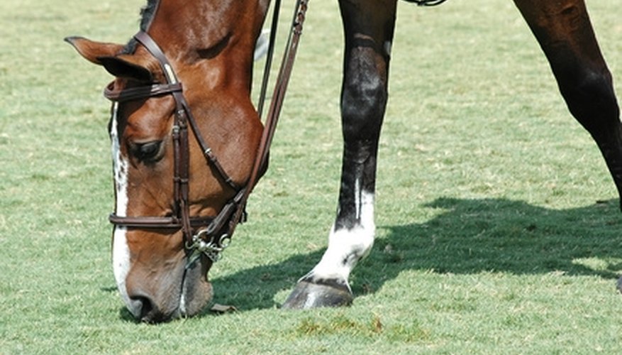 A horse with A D-ring bit. A horse with A D-ring bit.