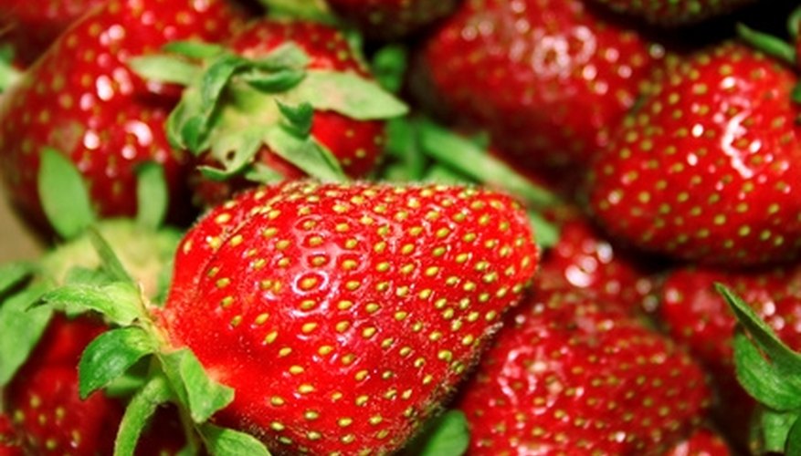 Strawberries are a special treat for mockingbirds. Strawberries are a special treat for mockingbirds.