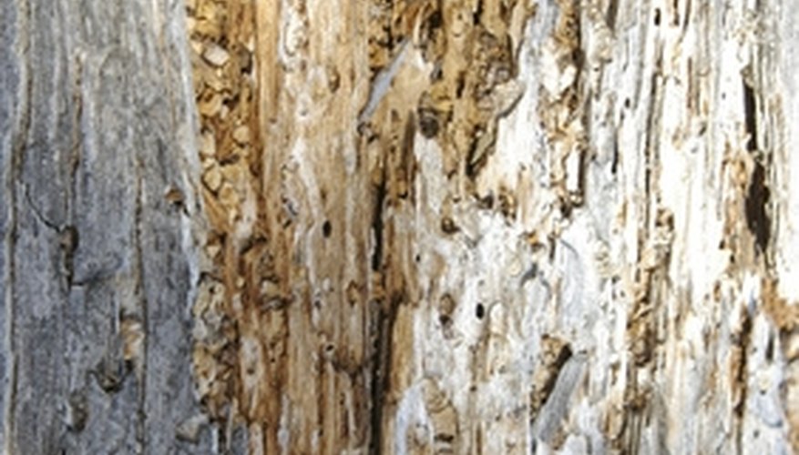 termite tent treatment homesteady