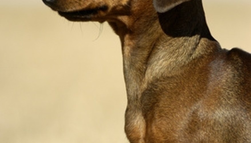Dachsunds are considered to be a small breed. Dachsunds are considered to be a small breed.