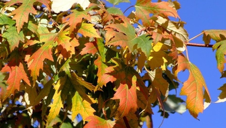 How Big Do Maple Trees Get? | Garden Guides