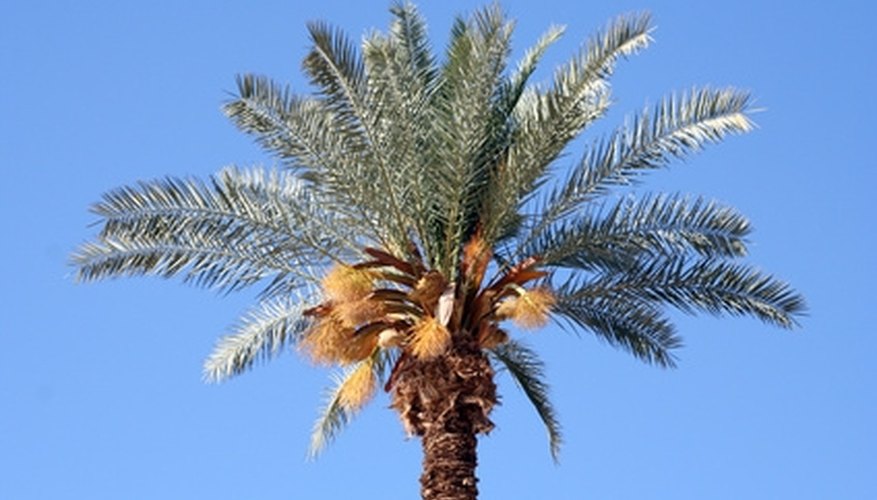 Date palms are an attractive species of tree referenced in the Bible. Date palms are an attractive species of tree referenced in the Bible.