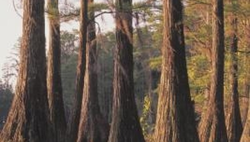 Cypress has many beneficial features. Cypress has many beneficial features.