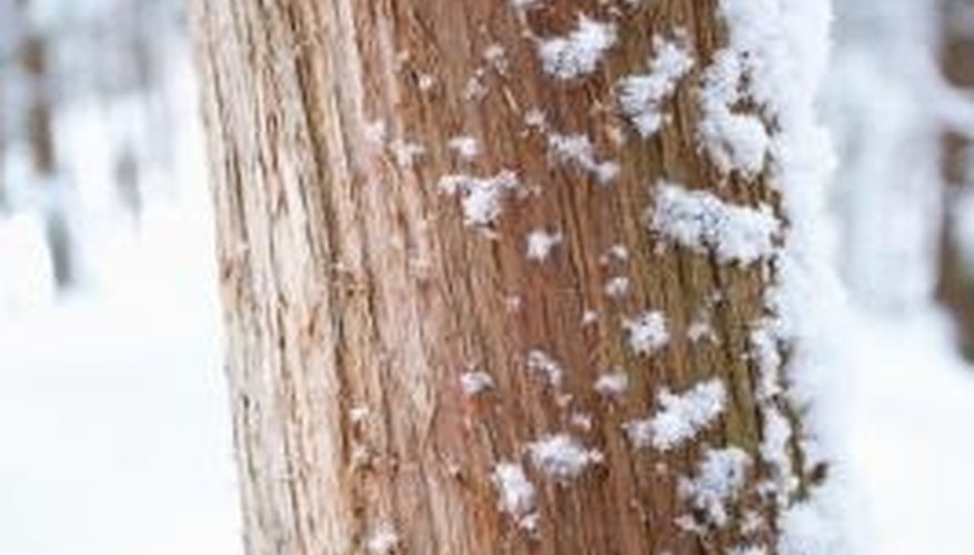 Cedar siding can save you money on energy bills. Cedar siding can save you money on energy bills.