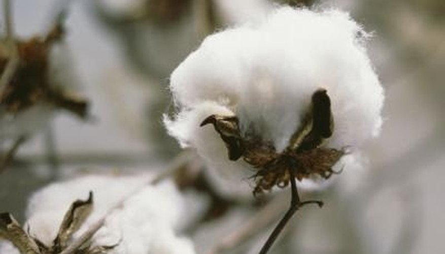 Cotton fibers are soft and strong. Cotton fibers are soft and strong.