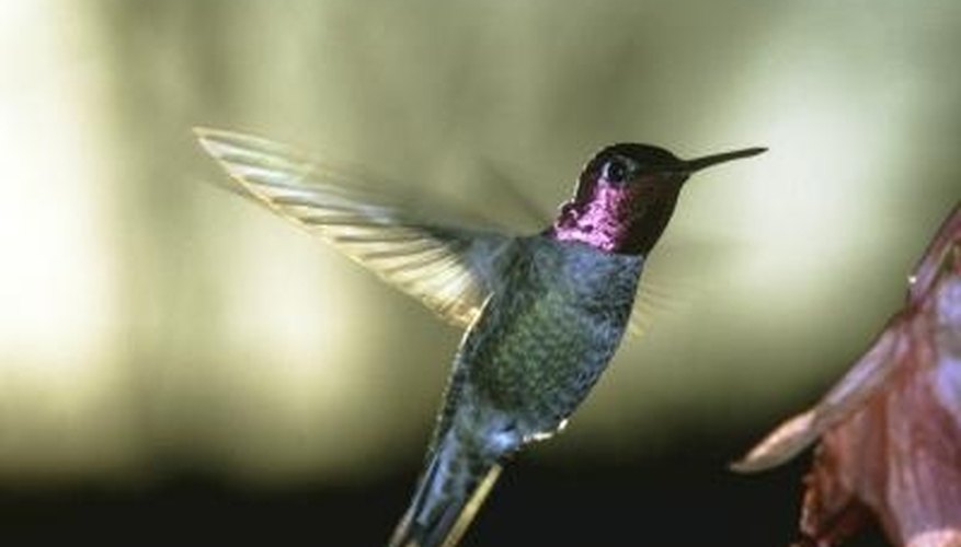 Bird feathers are hollow and light. Bird feathers are hollow and light.