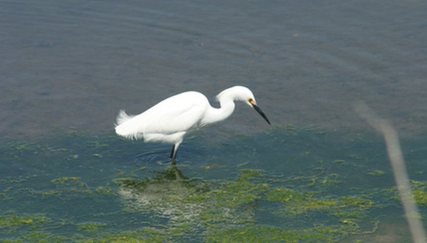 Wetlands are home to many forms of wildlife that depend on a stable pH level. Wetlands are home to many forms of wildlife that depend on a stable pH level.