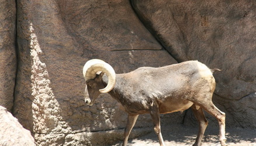 Photo Credit: Big Horn image by michael langley from <a href='http://www.fotolia.com'>Fotolia.com</a> Big horn sheep love to climb.