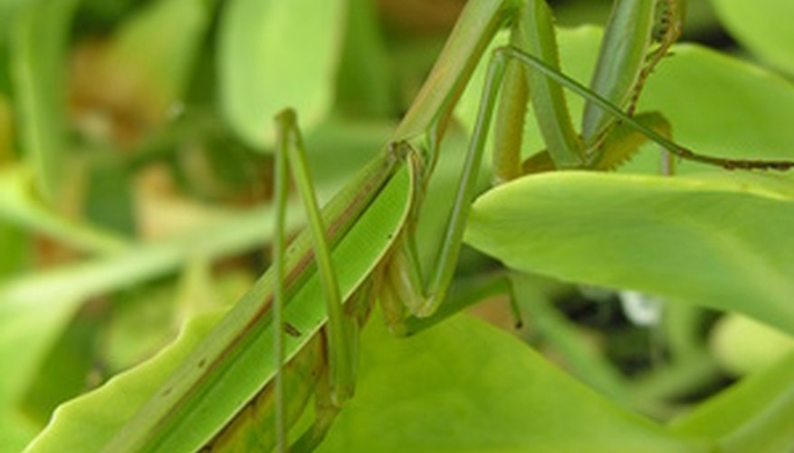Photo Credit: praying mantis image by Michael Cornelius from <a href='http://www.fotolia.com'>Fotolia.com</a>