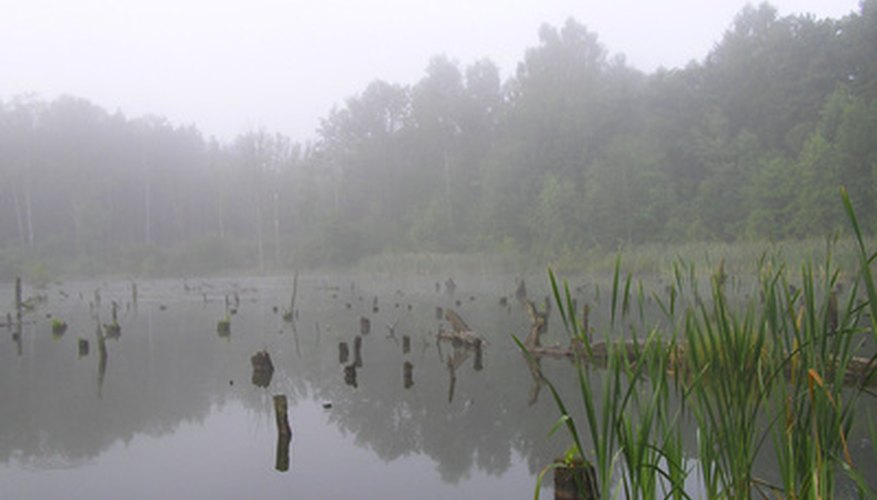 Photo Credit: swamp image by Marek Kosmal from <a href='http://www.fotolia.com'>Fotolia.com</a> Swamps are important parts of freshwater biomes.