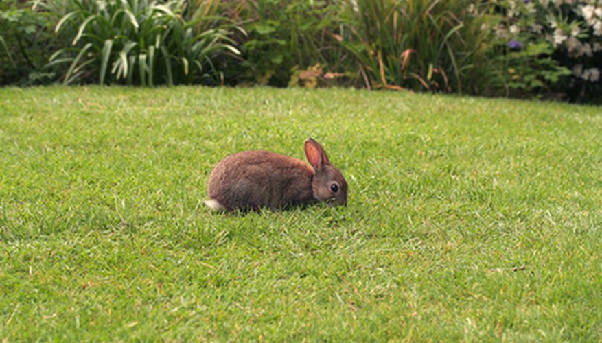 How to Bait a Rabbit Trap