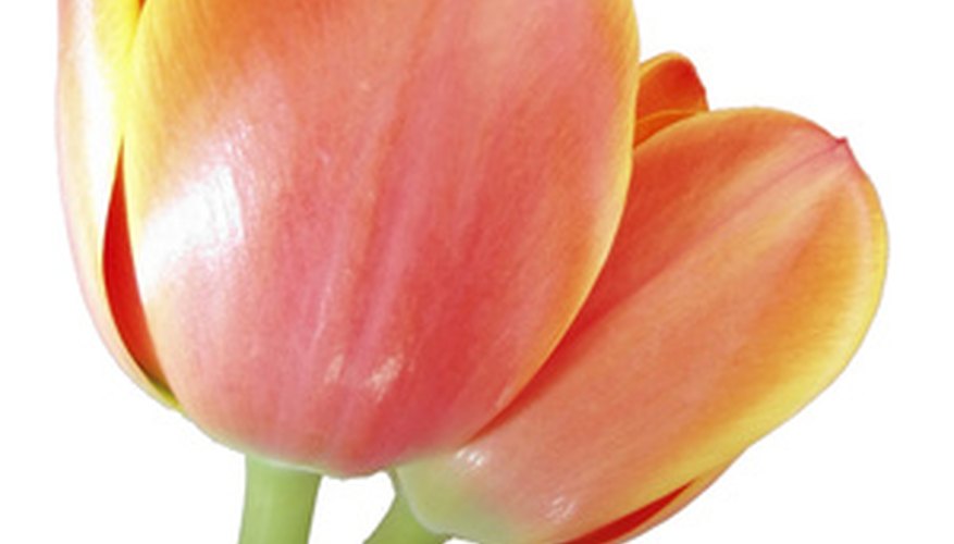 How to Label the Parts of a Tulip Flower | Garden Guides