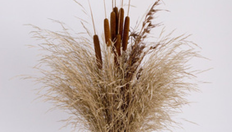 Cattails are used in floral decorations. Cattails are used in floral decorations.