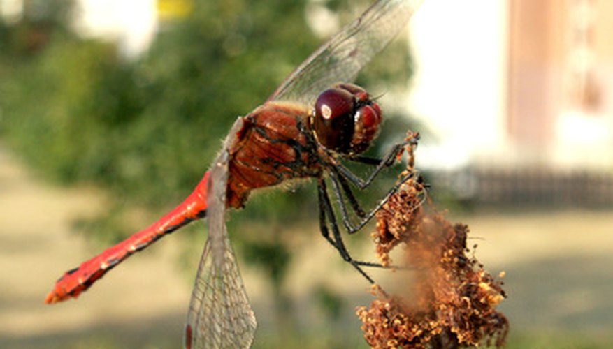 Photo Credit: dragonfly image by Henryk Olszewski from <a href='http://www.fotolia.com'>Fotolia.com</a> Dragonflies make stunning decorations and conversation starters.