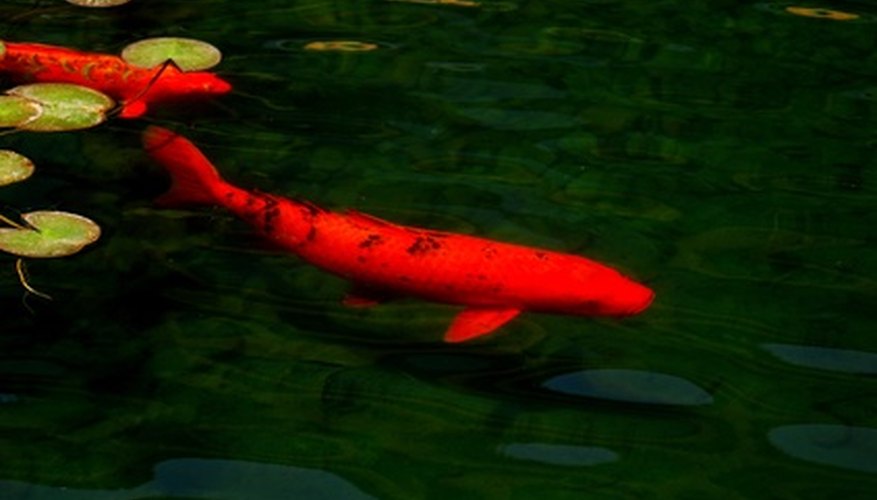 How Do Koi Fish Reproduce in Freshwater Ponds?  Sciencing