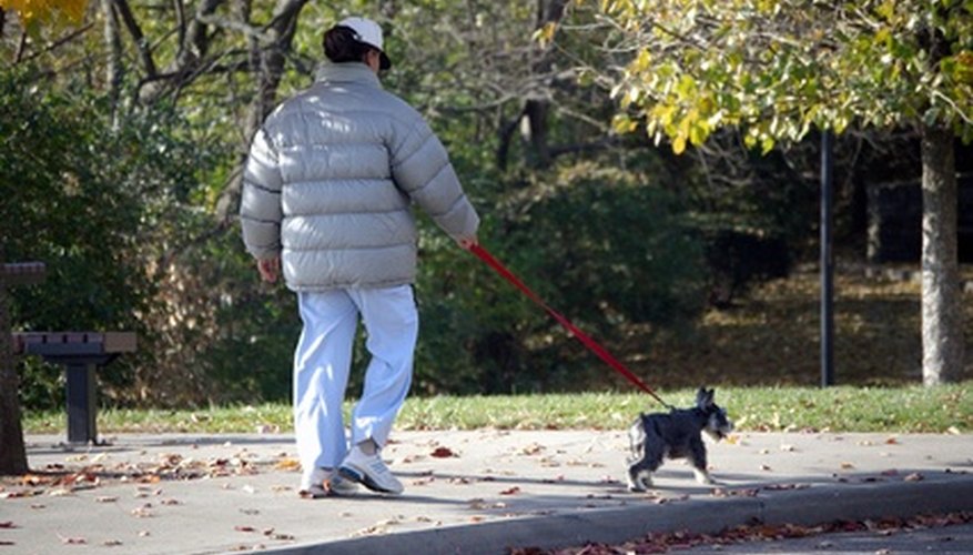 If you can walk a dog, you can make money in Chicago.