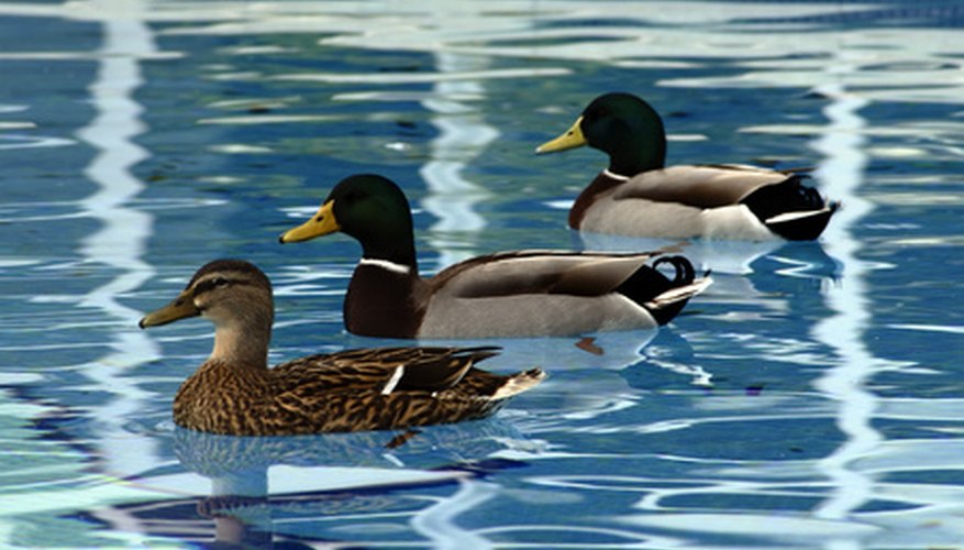 A duck in water is a contented creature. A duck in water is a contented creature.
