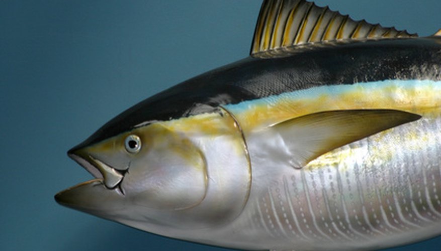 Photo Credit: stuffed fish image by Aaron Kohr from <a href='http://www.fotolia.com'>Fotolia.com</a> Tuna fish control their body temperature by a specialized heat exchange system of blood vessels.