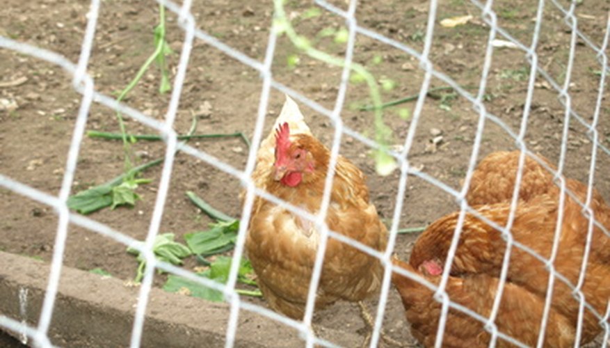 It started with simple chicken-wire. It started with simple chicken-wire.