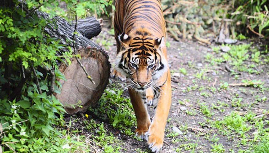 The Role of Tigers in the Ecosystem | Sciencing