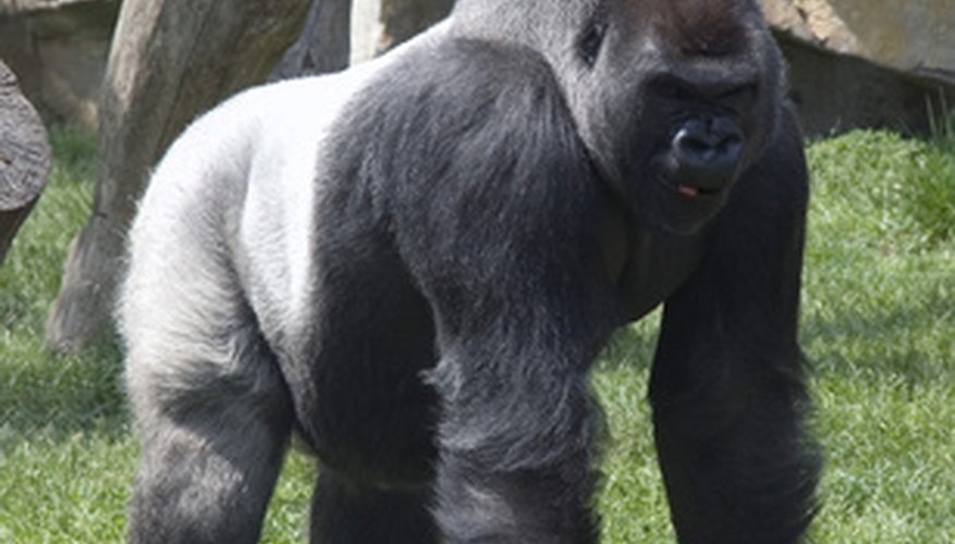 muscular silverback gorilla