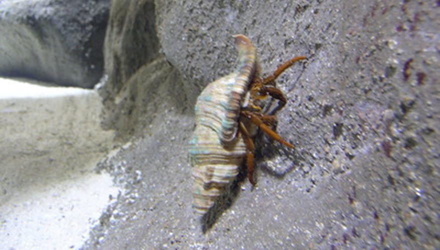 A hermit crab uses an empty shell for added protection. A hermit crab uses an empty shell for added protection.