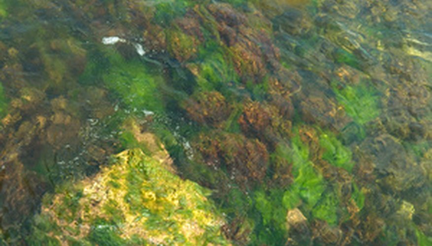 Algae is found in many different colors. Algae is found in many different colors.