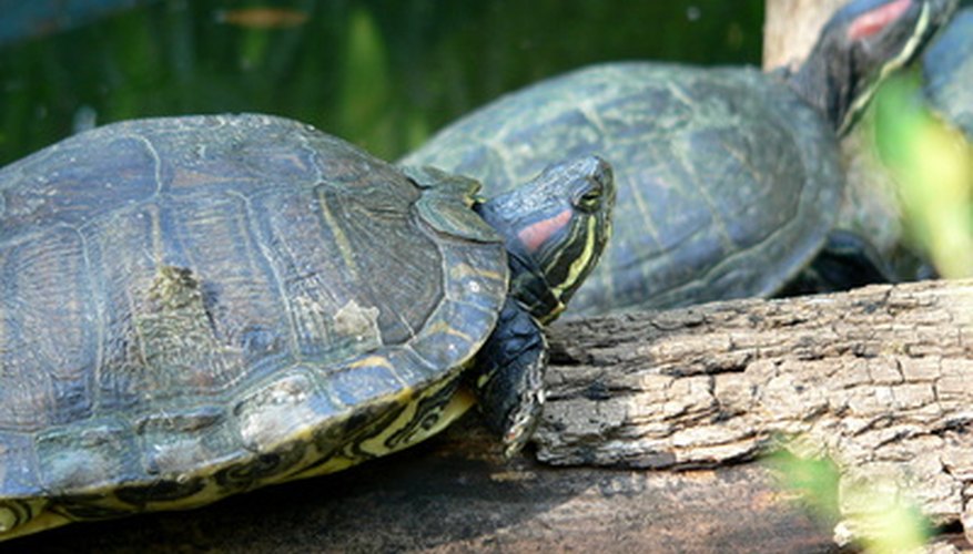 How to Identify Oklahoma Water Turtles | Sciencing